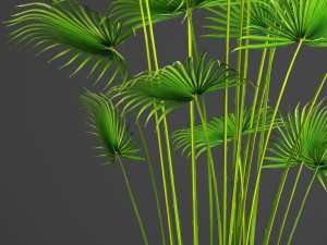 palm Modèle 3D