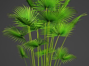 palm Modèle 3D
