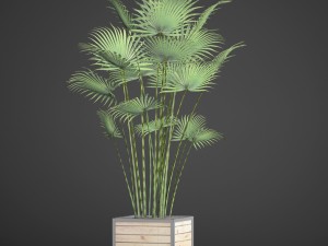 palm Modèle 3D