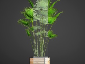 palm Modèle 3D