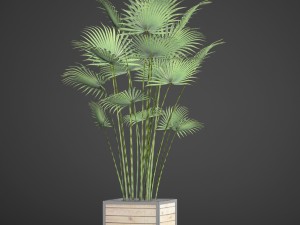 palm Modèle 3D