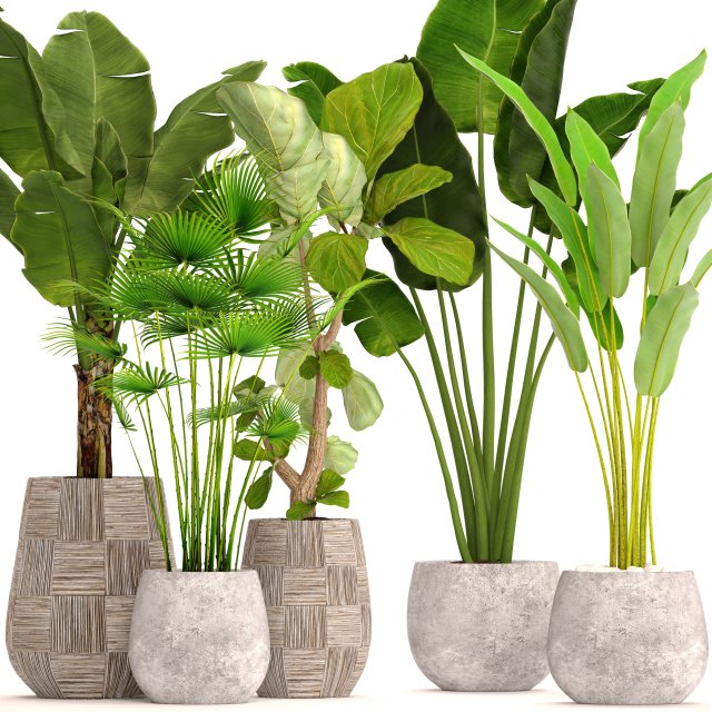 collection plants 3D 模型 .c4d .max .obj .3ds .fbx .stl .blend 