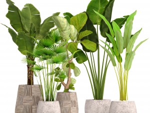 collection plants 3D 模型