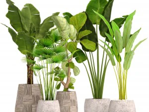 collection plants 3D Model