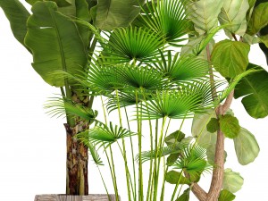 collection plants 3D 模型