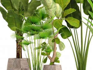 collection plants 3D 模型
