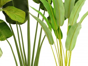 collection plants 3D 模型