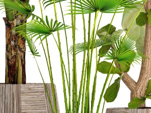 collection plants 3D 模型