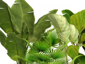 collection plants 3D 模型