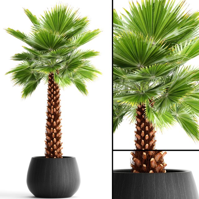 palm tree Modèle 3D .c4d .max .obj .3ds .fbx .stl .blend 