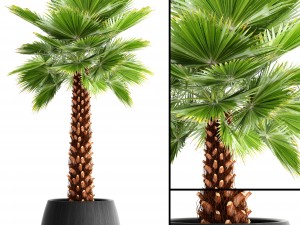 palm tree 3D Model