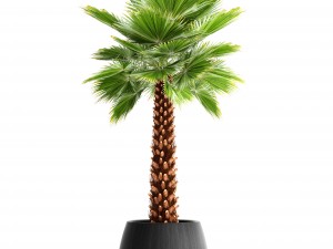 palm tree Modèle 3D