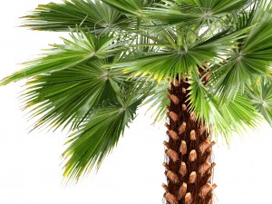 palm tree Modèle 3D