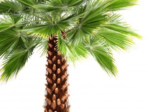 palm tree Modèle 3D