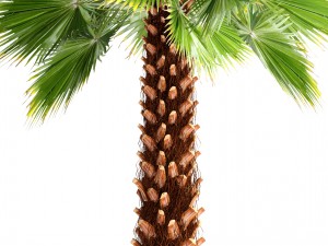 palm tree Modèle 3D