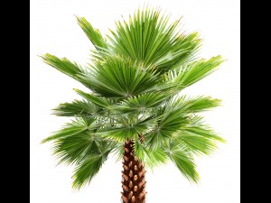 palm tree Modèle 3D