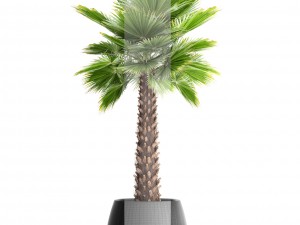 palm tree Modèle 3D