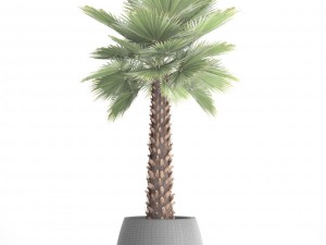 palm tree Modèle 3D