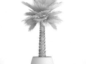 palm tree Modèle 3D