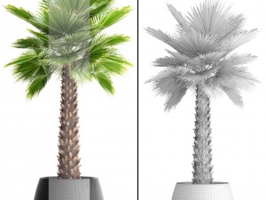 palm tree Modèle 3D