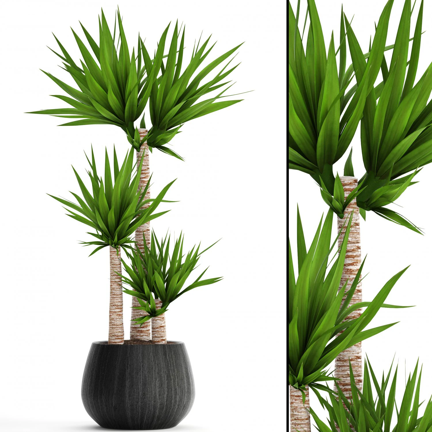 yucca elephantipes 3D Model .c4d .max .obj .3ds .fbx .stl .blend 