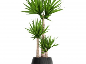 yucca elephantipes 3D Model