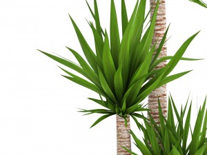 yucca elephantipes 3D Model