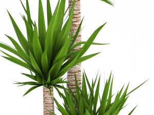 yucca elephantipes 3D Model