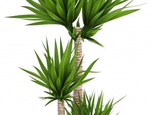 yucca elephantipes 3D Model