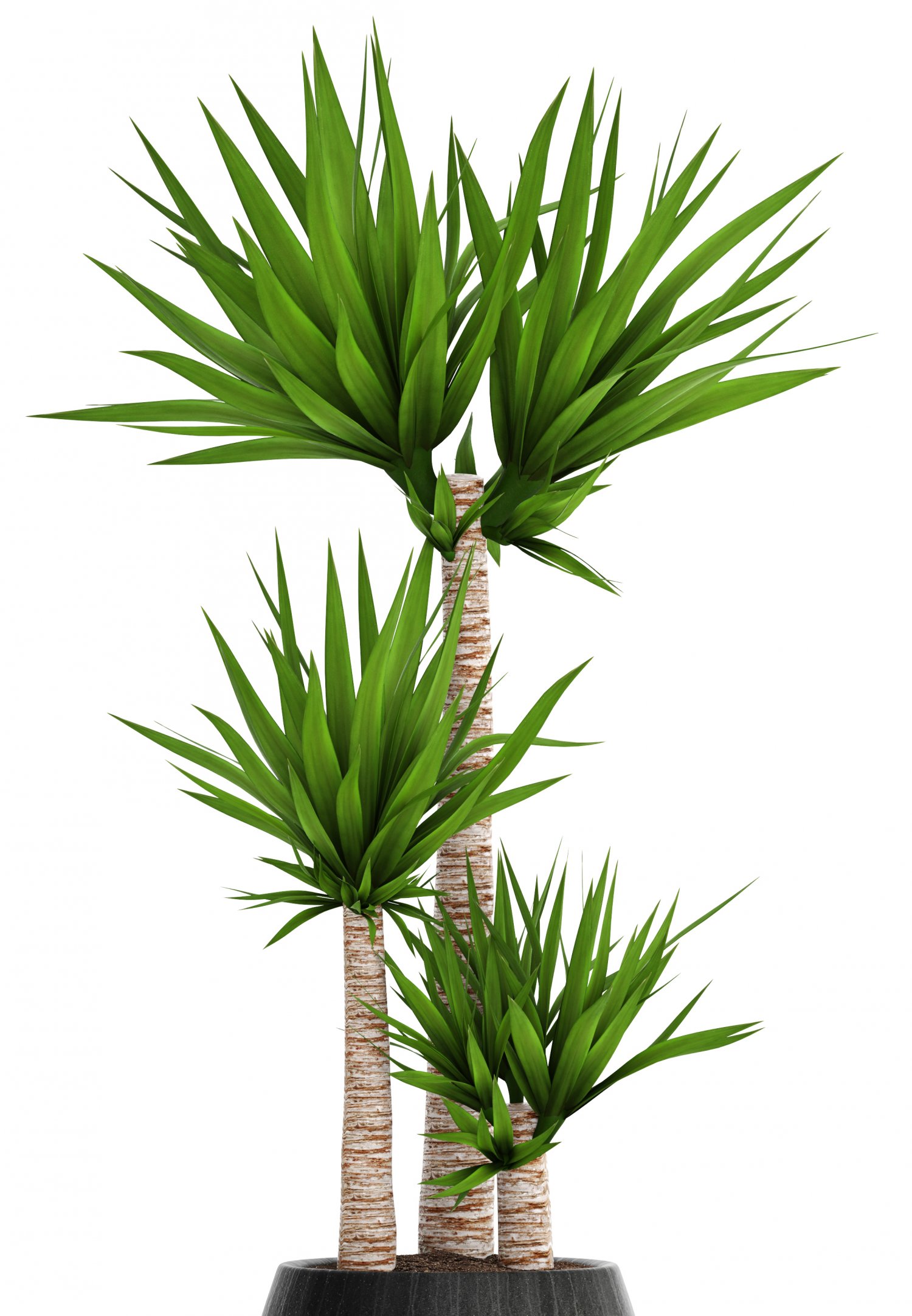 yucca elephantipes 3D Models in Tree 3DExport