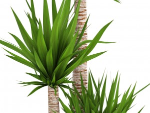 yucca elephantipes 3D Model