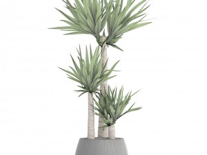 yucca elephantipes 3D Model