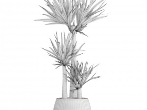 yucca elephantipes 3D Model