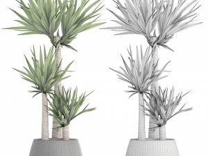 yucca elephantipes 3D Model