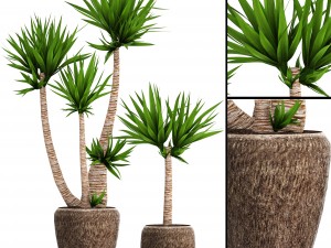 yucca elephantipes 3D Model