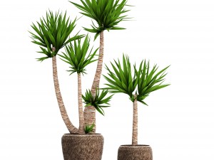yucca elephantipes Model 3D