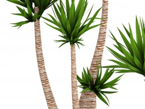yucca elephantipes Model 3D