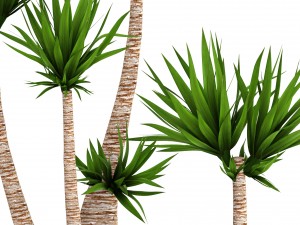 yucca elephantipes Model 3D