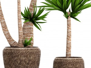 yucca elephantipes Model 3D