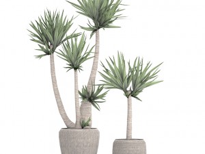 yucca elephantipes Model 3D
