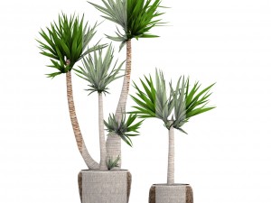yucca elephantipes Model 3D