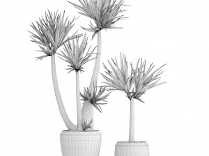 yucca elephantipes Model 3D
