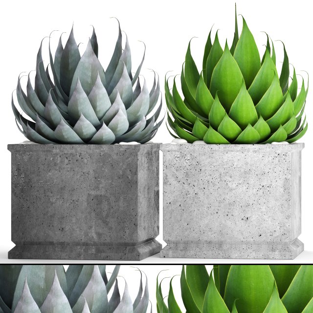 agave collection 3D Model .c4d .max .obj .3ds .fbx .stl .blend 