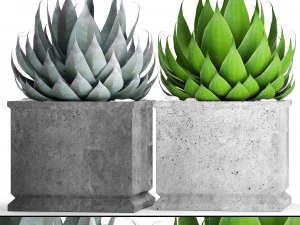 колекція агави 3D Модель