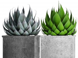 agave collection 3D Model