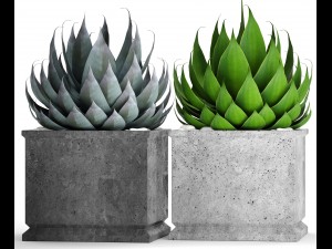 agave collection 3D Model