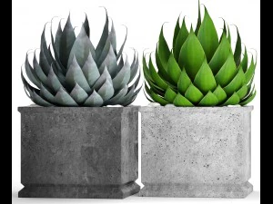 agave collection 3D Model