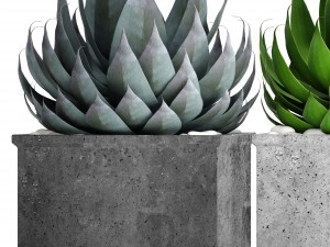 agave collection 3D Model
