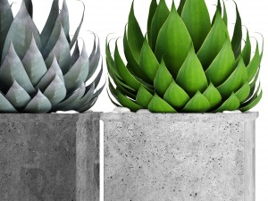 agave collection 3D Model