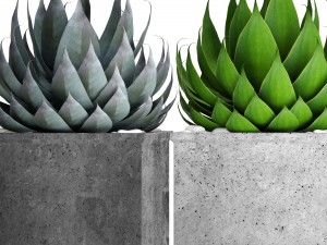 agave collection 3D Model